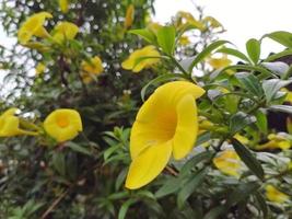 flor de allamanda, linda flor, flor amarela, belezas da natureza, papel de parede, flor, lindo jardim, jardim botânico foto