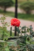 rosa vermelha florescendo em um jardim. árvore verde com uma única flor rosa vermelha. linda foto de close-up de flor rosa em um fundo desfocado natural. sessão de fotos de retrato de uma flor de hibisco desabrochando.