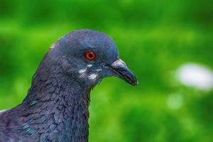 pombo no gramado foto