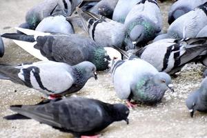 um grupo de pombos no meu chão foto