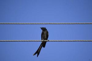 um pássaro preto sentado no fio contra o céu azul foto