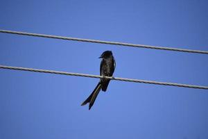 um pássaro preto sentado no fio contra o céu azul foto