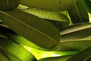 beleza da natureza snap de folha verde foto