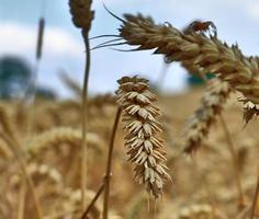 vista de verão na colheita agrícola e campos de trigo prontos para colheita foto