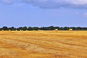 vista de verão na colheita agrícola e campos de trigo prontos para colheita foto