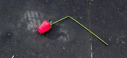 rosa dos namorados quebrado deitado em um chão de pedra fria. conceito de dia dos namorados foto