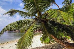 belas palmeiras na praia nas ilhas paradisíacas tropicais seychelles. foto