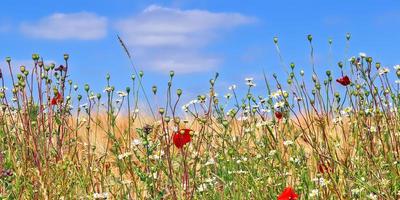 belo panorama de colheita agrícola e campos de trigo em um dia ensolarado no verão foto