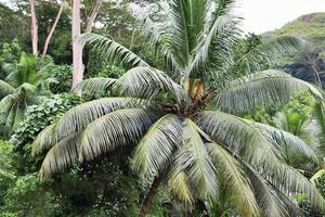 belas palmeiras na praia nas ilhas paradisíacas tropicais seychelles. foto