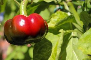 único pimentão vermelho pimentão em uma planta de pimentão verde foto