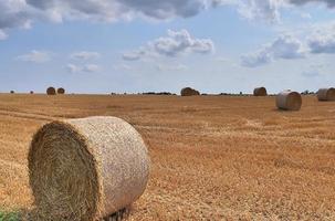 vista de verão na colheita agrícola e campos de trigo prontos para colheita foto