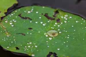 folha de lótus verde com gota de água foto