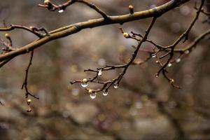 ramos de bétula com brincos em gotas de chuva em um fundo foto