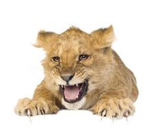 filhote de leão (5 meses) foto