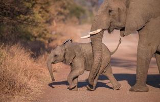 mãe e filhote de elefante foto