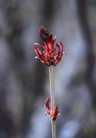 um novo bordo de noruega pontiagudo de primavera - acer platanoides - tridente vermelho com novas folhas detalhadas no topo de um galho no fundo da floresta desfocada foto