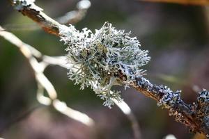 pedaço de musgo seco de linchen redondo branco azul crescendo ao longo de um galho de árvore fina com floresta turva no backgorund foto