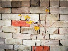 pequenas árvores de tília com folhas de outono amarelas na parede de tijolos feitos de tijolos de cores vermelhas e brancas foto