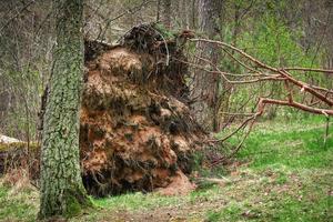 pinheiro caído na floresta com suas raízes levantadas foto