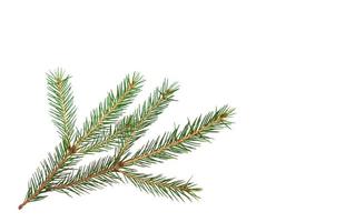 ramo de abeto verde com close-up de agulhas curtas em um fundo branco, isolado. árvore de natal, decoração. ano novo, natal. árvore conífera perene, abeto comum foto