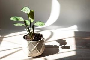 ctenanthe burle-marxii amagris, folha de close-up de hortelã calathea no parapeito da janela sob a luz do sol com sombras. plantas de casa em vaso, decoração verde, cuidado e cultivo foto