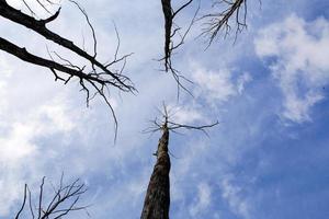 troncos secos com troncos e galhos de árvores tendem para o céu. o céu azul é um símbolo de vida e árvores mortas. fundo natural, horror, vida e morte foto