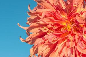 fundo natureza flor dália laranja, flores rosa foto