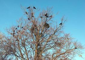 pássaros corvos sentados em uma árvore foto