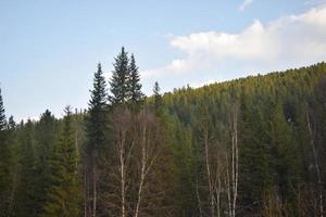 a natureza da Sibéria Oriental. taiga. território de krasnoyarsk foto