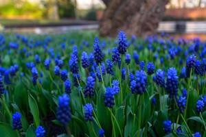 muitos jacintos de uva foto