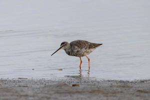 redshank forrageando na água redshank forrageando na água foto