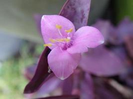 closeup flower tradescantia pallida é uma espécie de spiderwort semelhante a t. fluminensis, T. Zebrina, T. pallida 'purpurea' é comumente chamada de secretia roxa, coração roxo ou rainha roxa florescendo foto