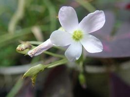 flor de oxalis triangularis closeup, comumente chamada de falso trevo com fundo desfocado. menções em calincing kupu indonésio, calincing merah, calincing ungu atau bunga kupu-kupu. planta perene foto