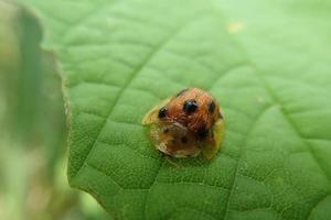 closeup espécies de besouros aspidimorpha miliaris empoleirado em folhas verdes, com fundo desfocado de folhas verdes. aspidimorpha miliaris é uma espécie asiática difundida de besouros, família chrysomelidae foto