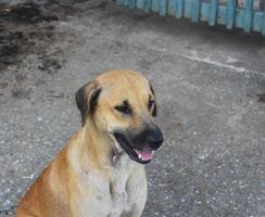 cachorro sentado na rua foto