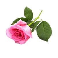 flores de rosas cor de rosa isoladas no fundo branco foto