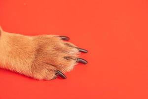 pata marrom de um cachorrinho em um fundo vermelho. foto macro de patas.