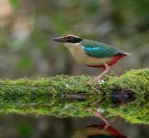 pássaros coloridos na natureza fada pitta pitta nympha foto