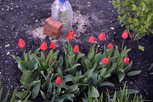 botões de tulipa vermelha em um jardim verde na primavera foto