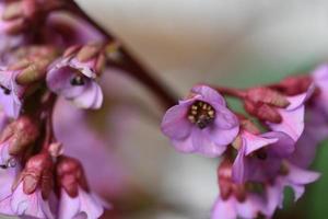 badan de folhas grossas ou saxifrage de folhas grossas ou chá mongol bergenia crassifolia foto