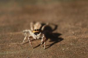 foto macro da aranha menemerus bivittatus.jumping