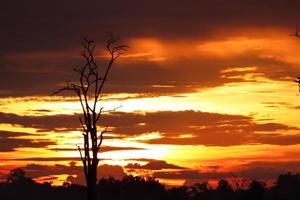 pôr do sol de silhueta de árvore morta foto