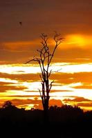 pôr do sol de silhueta de árvore morta foto