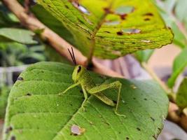 um pequeno gafanhoto verde está escondido entre as folhas foto