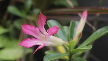 rosa adenium obesum florescendo no jardim foto