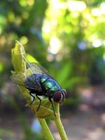 uma mosca verde está em cima de uma folha jovem foto