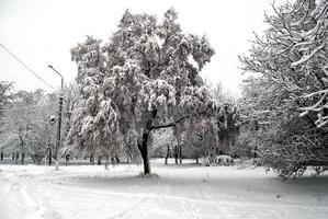 a árvore está coberta de neve foto