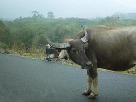 búfalo tailandês na natureza foto