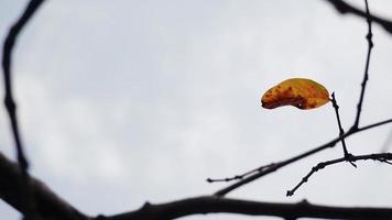 fundo de quadro de natureza de ramo e folha. foto