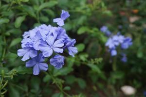 lindas flores azuis foto